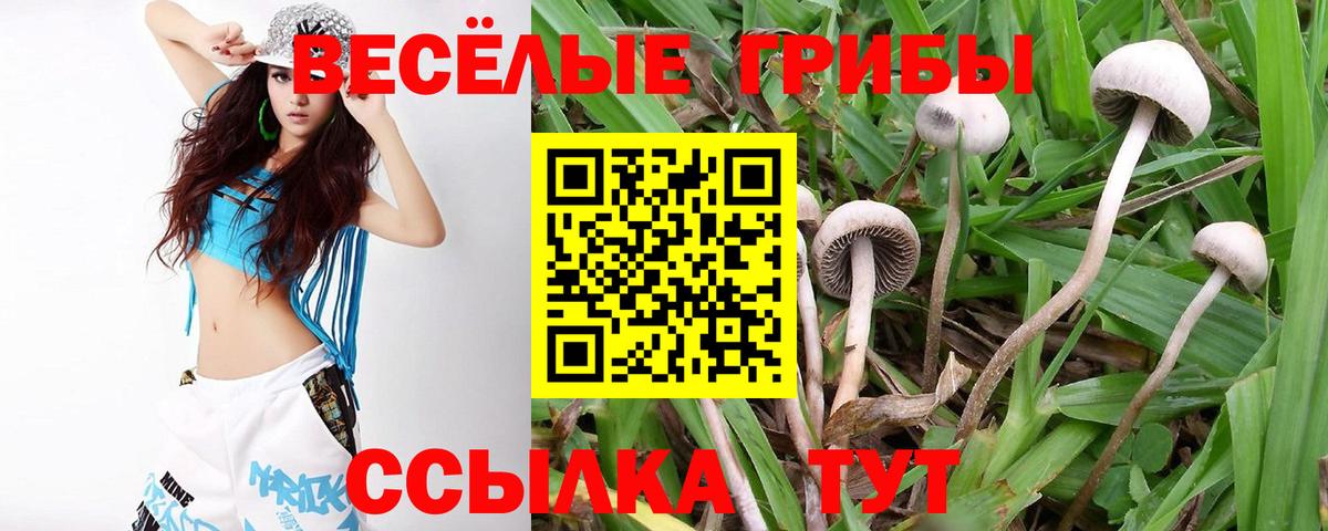 Псилоцибиновые грибы Cubensis Ступино